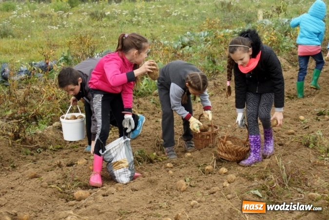 Zdjęcie w galerii na portalu naszwodzislaw.com: Dzieci z Połomi uczestniczyły w tradycyjnych wykopkach wiadomości z regionu