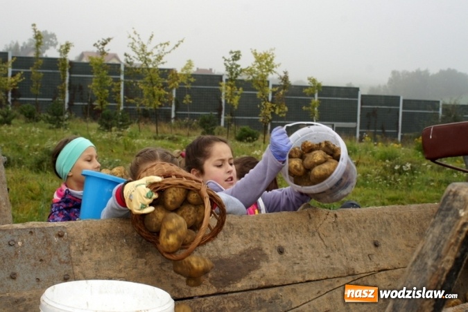 Zdjęcie w galerii na portalu naszwodzislaw.com: Dzieci z Połomi uczestniczyły w tradycyjnych wykopkach wiadomości z regionu