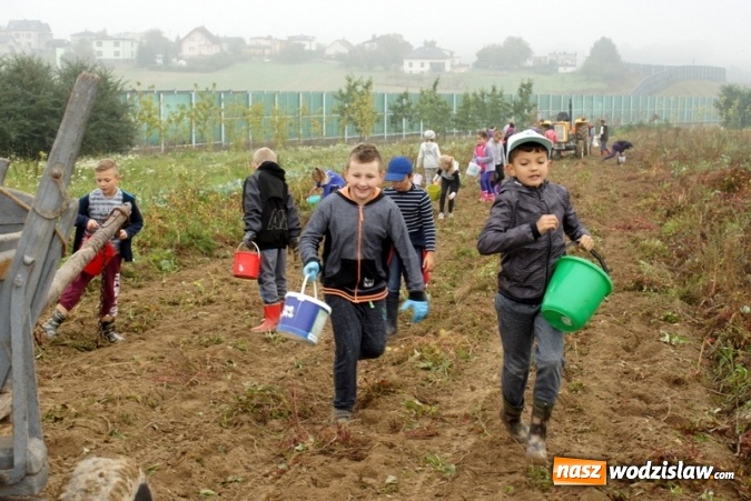 Zdjęcie w galerii na portalu naszwodzislaw.com: Dzieci z Połomi uczestniczyły w tradycyjnych wykopkach wiadomości z regionu