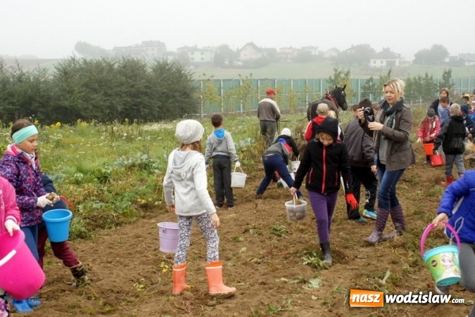 Zdjęcie w galerii na portalu naszwodzislaw.com: Dzieci z Połomi uczestniczyły w tradycyjnych wykopkach wiadomości z regionu