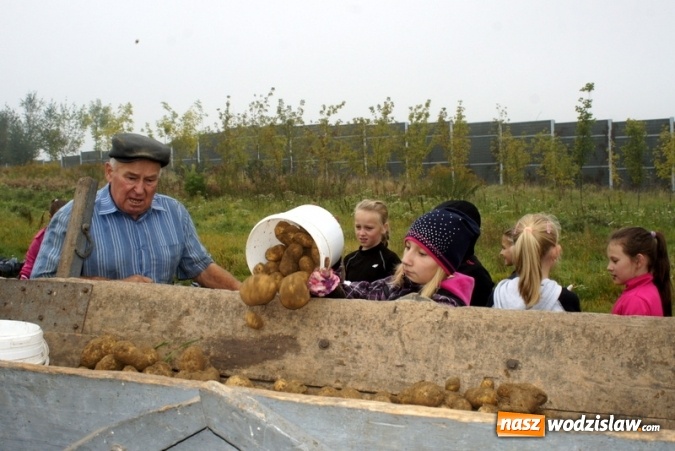 Zdjęcie w galerii na portalu naszwodzislaw.com: Dzieci z Połomi uczestniczyły w tradycyjnych wykopkach wiadomości z regionu