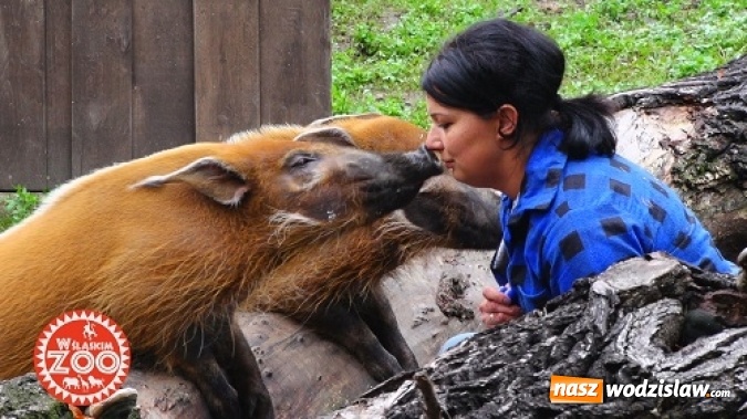 Zdjęcie w galerii na portalu naszwodzislaw.com: Śląskie ZOO we własnym serialu telewizyjnym zdradza swoje tajemnice!  wiadomości z regionu