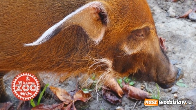 Zdjęcie w galerii na portalu naszwodzislaw.com: Śląskie ZOO we własnym serialu telewizyjnym zdradza swoje tajemnice!  wiadomości z regionu