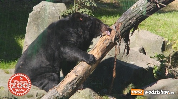 Zdjęcie w galerii na portalu naszwodzislaw.com: Śląskie ZOO we własnym serialu telewizyjnym zdradza swoje tajemnice!  wiadomości z regionu