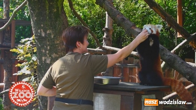 Zdjęcie w galerii na portalu naszwodzislaw.com: Śląskie ZOO we własnym serialu telewizyjnym zdradza swoje tajemnice!  wiadomości z regionu