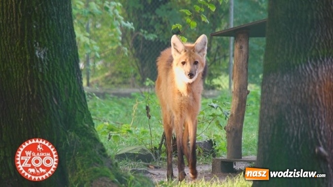 Zdjęcie w galerii na portalu naszwodzislaw.com: Śląskie ZOO we własnym serialu telewizyjnym zdradza swoje tajemnice!  wiadomości z regionu