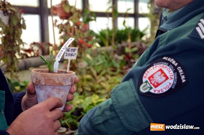 Zdjęcie w galerii na portalu naszwodzislaw.com: Służba Celna na rzecz ochrony przyrody wiadomości z regionu