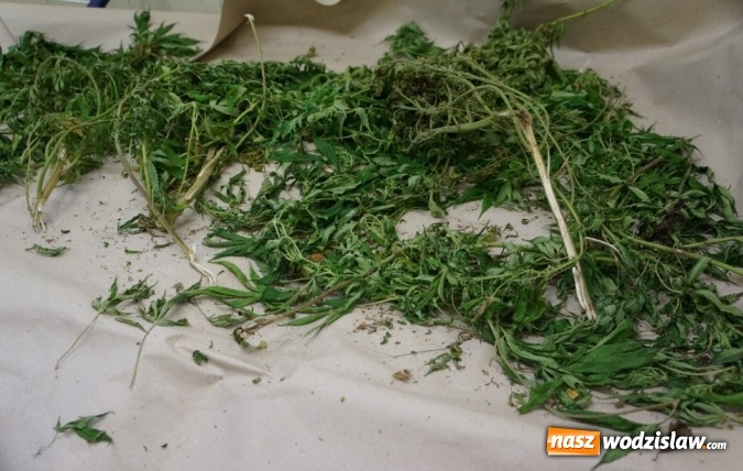 Zdjęcie w galerii na portalu naszwodzislaw.com: Marihuanę ukrył w worku na śmieci wiadomości z regionu