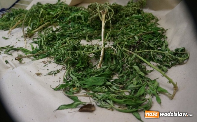 Zdjęcie w galerii na portalu naszwodzislaw.com: Marihuanę ukrył w worku na śmieci wiadomości z regionu