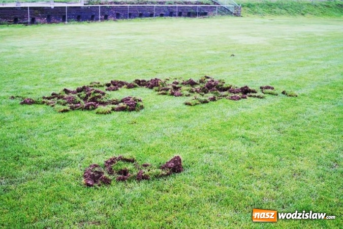 Zdjęcie w galerii na portalu naszwodzislaw.com: Dziki uszkodziły murawę na boisku piłkarskim w Mszanie, trwają prace remontowe  wiadomości z regionu