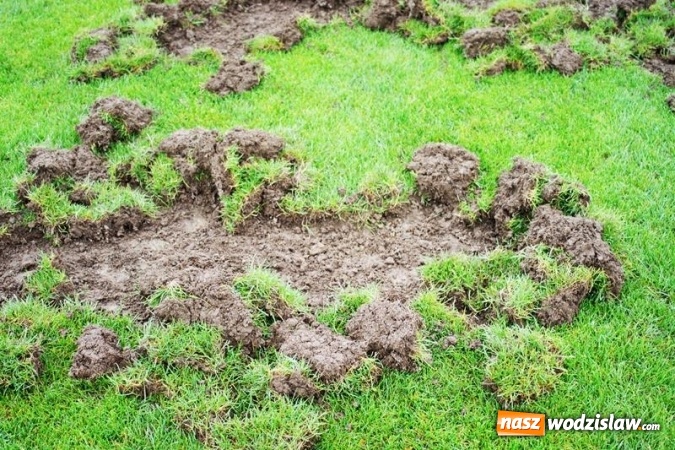 Zdjęcie w galerii na portalu naszwodzislaw.com: Dziki uszkodziły murawę na boisku piłkarskim w Mszanie, trwają prace remontowe  wiadomości z regionu