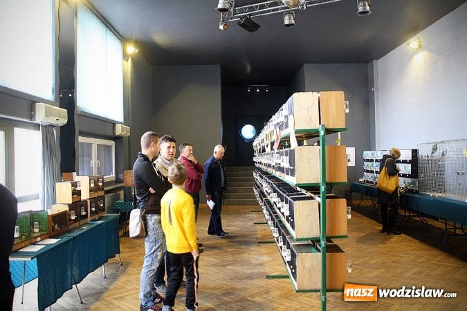 Zdjęcie w galerii na portalu naszwodzislaw.com: 66. Wystawa Kanarków i Ptaków Egzotycznych. 250 różnych okazów wylądowało w Wodzisławskim Centrum Kultury wiadomości z regionu