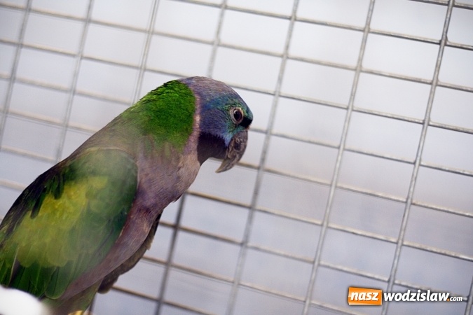 Zdjęcie w galerii na portalu naszwodzislaw.com: 66. Wystawa Kanarków i Ptaków Egzotycznych. 250 różnych okazów wylądowało w Wodzisławskim Centrum Kultury wiadomości z regionu