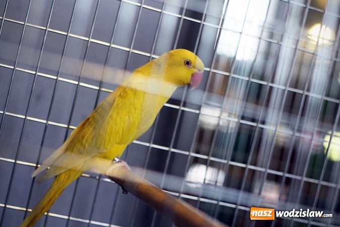 Zdjęcie w galerii na portalu naszwodzislaw.com: 66. Wystawa Kanarków i Ptaków Egzotycznych. 250 różnych okazów wylądowało w Wodzisławskim Centrum Kultury wiadomości z regionu