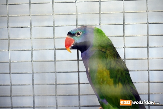 Zdjęcie w galerii na portalu naszwodzislaw.com: 66. Wystawa Kanarków i Ptaków Egzotycznych. 250 różnych okazów wylądowało w Wodzisławskim Centrum Kultury wiadomości z regionu