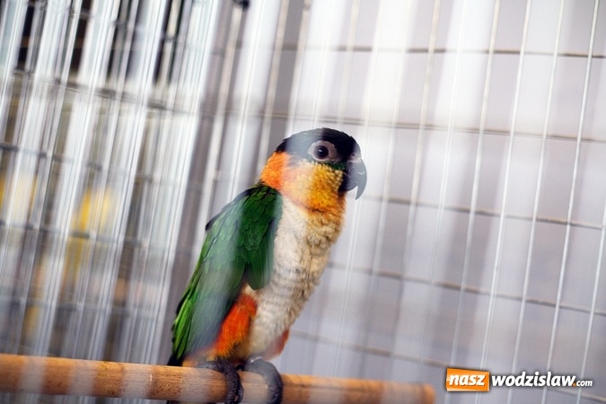 Zdjęcie w galerii na portalu naszwodzislaw.com: 66. Wystawa Kanarków i Ptaków Egzotycznych. 250 różnych okazów wylądowało w Wodzisławskim Centrum Kultury wiadomości z regionu