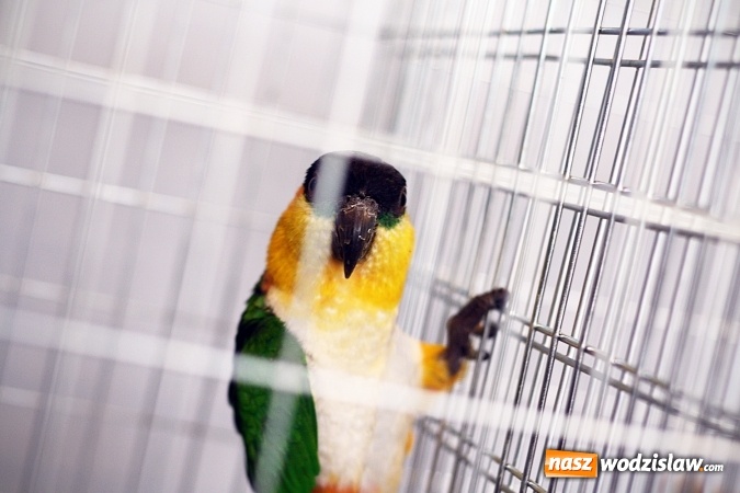 Zdjęcie w galerii na portalu naszwodzislaw.com: 66. Wystawa Kanarków i Ptaków Egzotycznych. 250 różnych okazów wylądowało w Wodzisławskim Centrum Kultury wiadomości z regionu