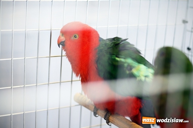 Zdjęcie w galerii na portalu naszwodzislaw.com: 66. Wystawa Kanarków i Ptaków Egzotycznych. 250 różnych okazów wylądowało w Wodzisławskim Centrum Kultury wiadomości z regionu