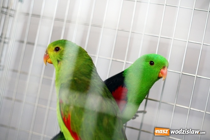 Zdjęcie w galerii na portalu naszwodzislaw.com: 66. Wystawa Kanarków i Ptaków Egzotycznych. 250 różnych okazów wylądowało w Wodzisławskim Centrum Kultury wiadomości z regionu