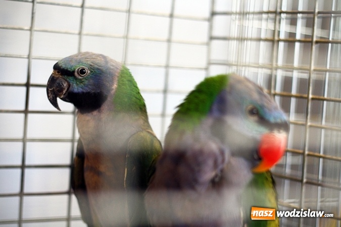 Zdjęcie w galerii na portalu naszwodzislaw.com: 66. Wystawa Kanarków i Ptaków Egzotycznych. 250 różnych okazów wylądowało w Wodzisławskim Centrum Kultury wiadomości z regionu