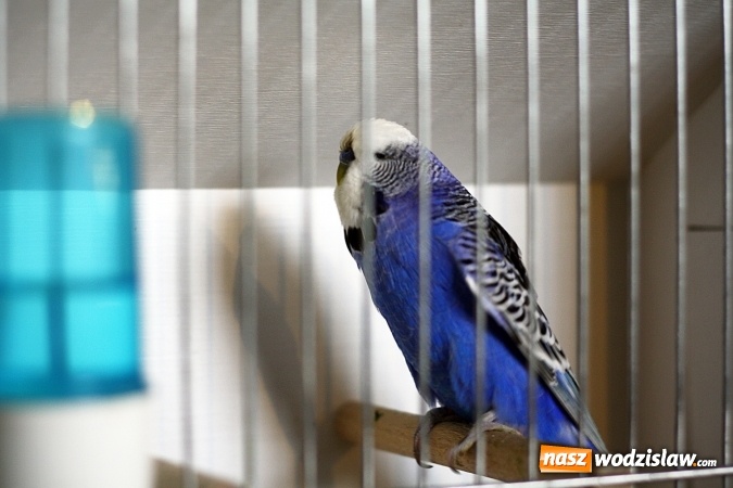 Zdjęcie w galerii na portalu naszwodzislaw.com: 66. Wystawa Kanarków i Ptaków Egzotycznych. 250 różnych okazów wylądowało w Wodzisławskim Centrum Kultury wiadomości z regionu