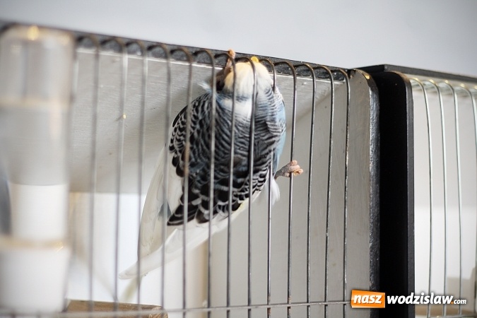 Zdjęcie w galerii na portalu naszwodzislaw.com: 66. Wystawa Kanarków i Ptaków Egzotycznych. 250 różnych okazów wylądowało w Wodzisławskim Centrum Kultury wiadomości z regionu