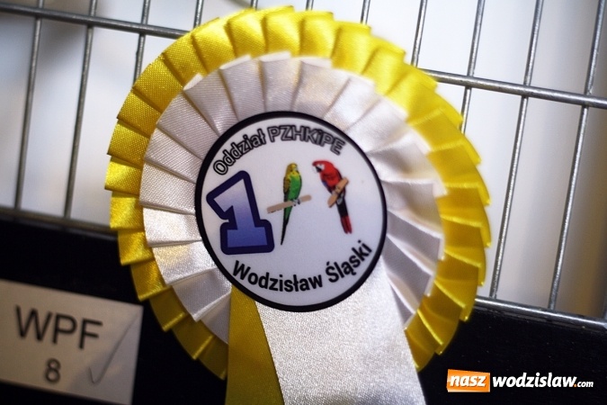 Zdjęcie w galerii na portalu naszwodzislaw.com: 66. Wystawa Kanarków i Ptaków Egzotycznych. 250 różnych okazów wylądowało w Wodzisławskim Centrum Kultury wiadomości z regionu