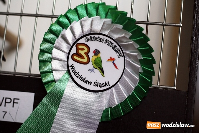 Zdjęcie w galerii na portalu naszwodzislaw.com: 66. Wystawa Kanarków i Ptaków Egzotycznych. 250 różnych okazów wylądowało w Wodzisławskim Centrum Kultury wiadomości z regionu