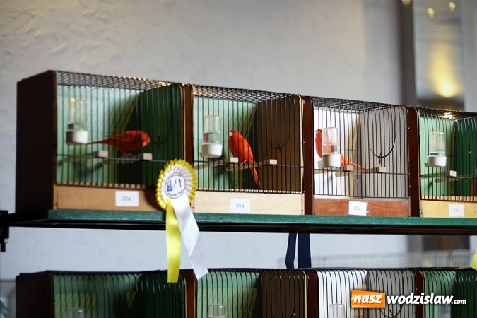 Zdjęcie w galerii na portalu naszwodzislaw.com: 66. Wystawa Kanarków i Ptaków Egzotycznych. 250 różnych okazów wylądowało w Wodzisławskim Centrum Kultury wiadomości z regionu