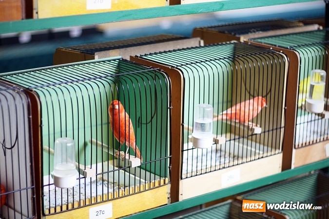 Zdjęcie w galerii na portalu naszwodzislaw.com: 66. Wystawa Kanarków i Ptaków Egzotycznych. 250 różnych okazów wylądowało w Wodzisławskim Centrum Kultury wiadomości z regionu