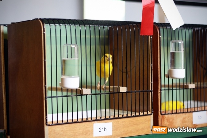 Zdjęcie w galerii na portalu naszwodzislaw.com: 66. Wystawa Kanarków i Ptaków Egzotycznych. 250 różnych okazów wylądowało w Wodzisławskim Centrum Kultury wiadomości z regionu