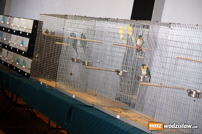 Zdjęcie w galerii na portalu naszwodzislaw.com: 66. Wystawa Kanarków i Ptaków Egzotycznych. 250 różnych okazów wylądowało w Wodzisławskim Centrum Kultury wiadomości z regionu