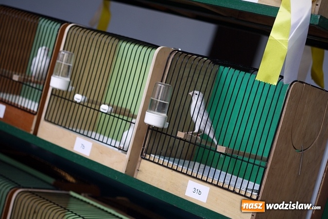 Zdjęcie w galerii na portalu naszwodzislaw.com: 66. Wystawa Kanarków i Ptaków Egzotycznych. 250 różnych okazów wylądowało w Wodzisławskim Centrum Kultury wiadomości z regionu