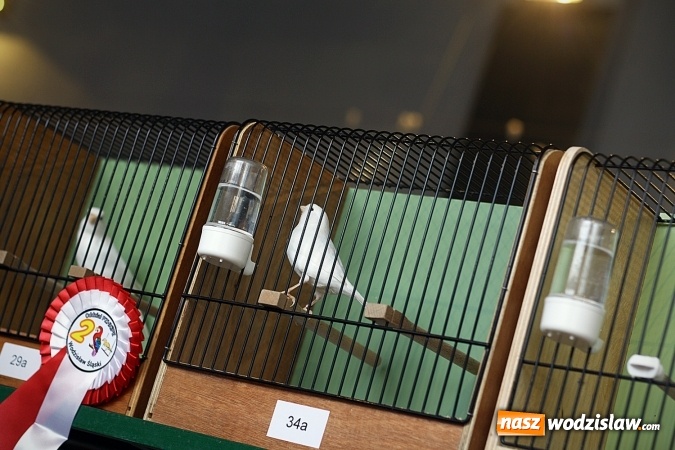 Zdjęcie w galerii na portalu naszwodzislaw.com: 66. Wystawa Kanarków i Ptaków Egzotycznych. 250 różnych okazów wylądowało w Wodzisławskim Centrum Kultury wiadomości z regionu