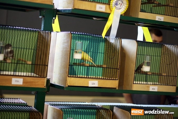 Zdjęcie w galerii na portalu naszwodzislaw.com: 66. Wystawa Kanarków i Ptaków Egzotycznych. 250 różnych okazów wylądowało w Wodzisławskim Centrum Kultury wiadomości z regionu