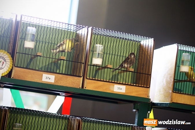 Zdjęcie w galerii na portalu naszwodzislaw.com: 66. Wystawa Kanarków i Ptaków Egzotycznych. 250 różnych okazów wylądowało w Wodzisławskim Centrum Kultury wiadomości z regionu