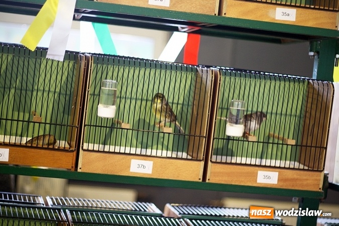 Zdjęcie w galerii na portalu naszwodzislaw.com: 66. Wystawa Kanarków i Ptaków Egzotycznych. 250 różnych okazów wylądowało w Wodzisławskim Centrum Kultury wiadomości z regionu