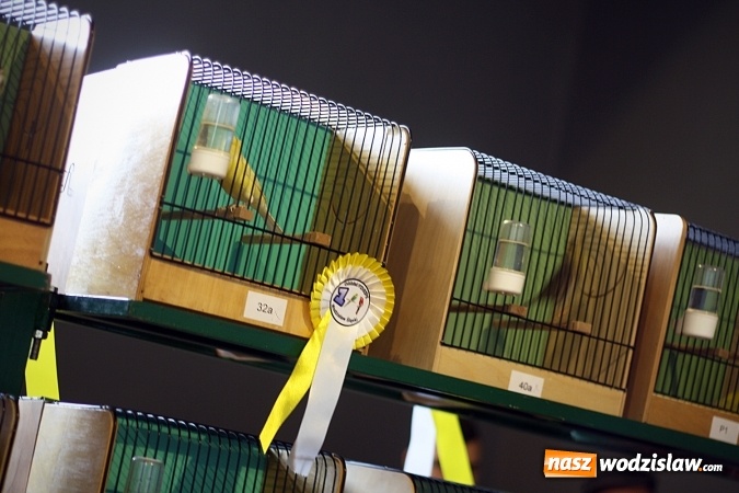 Zdjęcie w galerii na portalu naszwodzislaw.com: 66. Wystawa Kanarków i Ptaków Egzotycznych. 250 różnych okazów wylądowało w Wodzisławskim Centrum Kultury wiadomości z regionu