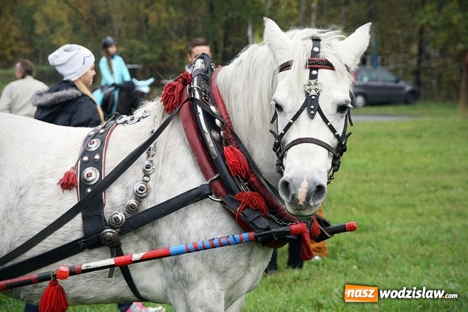 Zdjęcie w galerii na portalu naszwodzislaw.com: Hubertus w Krostoszowicach. Jeźdźcy obchodzili swoje święto wiadomości z regionu