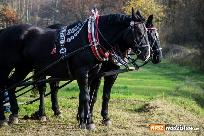 Zdjęcie w galerii na portalu naszwodzislaw.com: Święto jeźdźc&oacute;w - hubertus w Godowie. FOTORELACJA wiadomości z regionu
