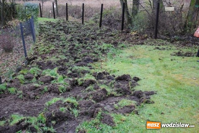 Zdjęcie w galerii na portalu naszwodzislaw.com: Podkopały się pod ogrodową siatką i weszły na teren działek. Dziki sieją spustoszenie w regionie  wiadomości z regionu
