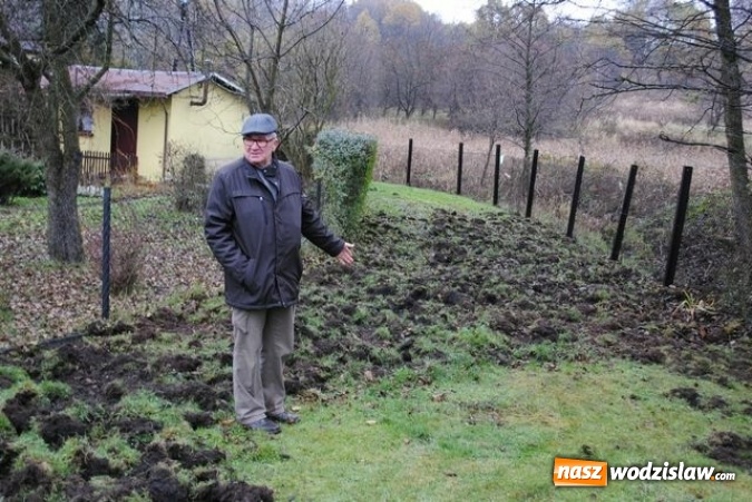 Zdjęcie w galerii na portalu naszwodzislaw.com: Podkopały się pod ogrodową siatką i weszły na teren działek. Dziki sieją spustoszenie w regionie  wiadomości z regionu