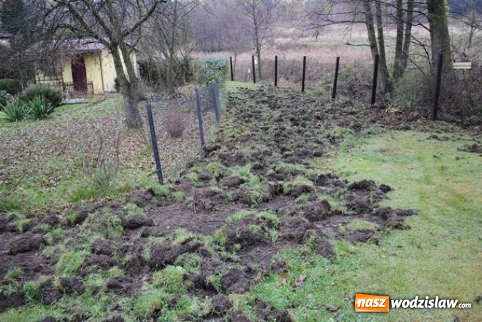 Zdjęcie w galerii na portalu naszwodzislaw.com: Podkopały się pod ogrodową siatką i weszły na teren działek. Dziki sieją spustoszenie w regionie  wiadomości z regionu