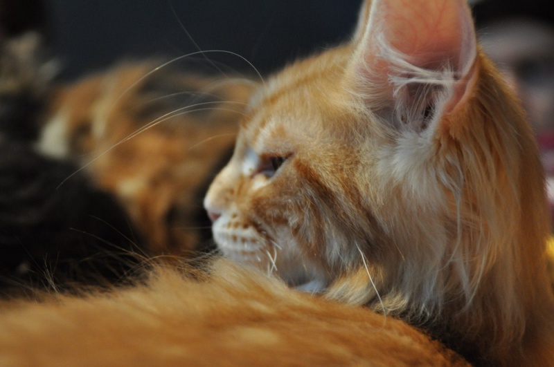 Zdjęcie w galerii na portalu naszwodzislaw.com: ArysKOTraci w WCK wiadomości z regionu