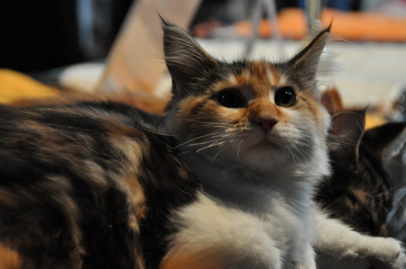 Zdjęcie w galerii na portalu naszwodzislaw.com: ArysKOTraci w WCK wiadomości z regionu