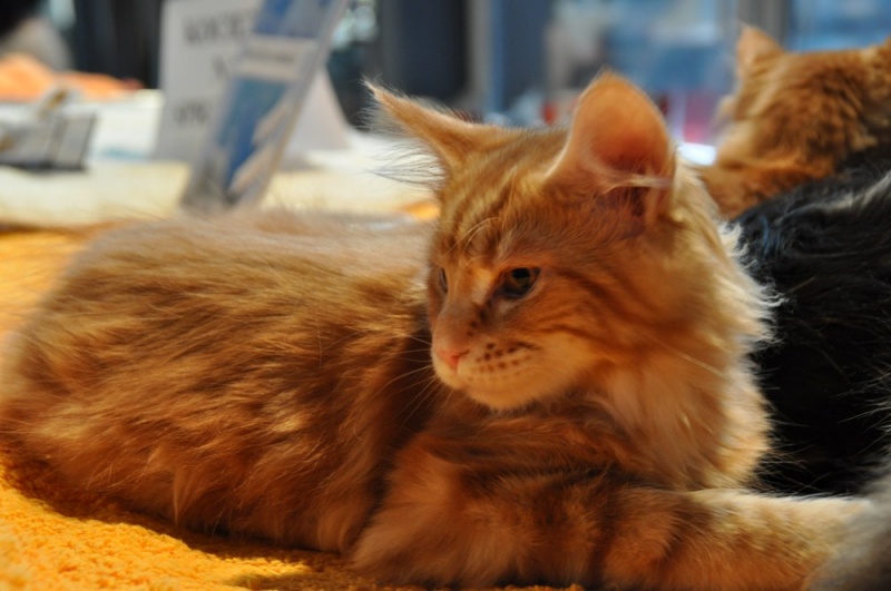 Zdjęcie w galerii na portalu naszwodzislaw.com: ArysKOTraci w WCK wiadomości z regionu