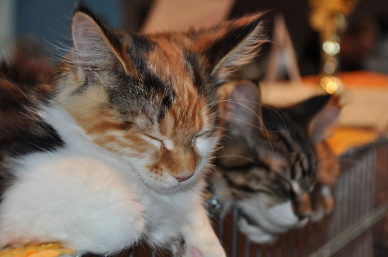 Zdjęcie w galerii na portalu naszwodzislaw.com: ArysKOTraci w WCK wiadomości z regionu