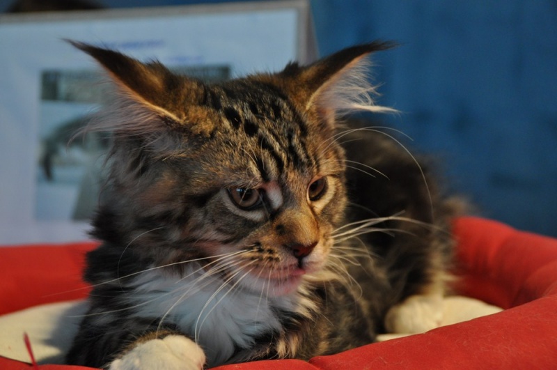 Zdjęcie w galerii na portalu naszwodzislaw.com: ArysKOTraci w WCK wiadomości z regionu