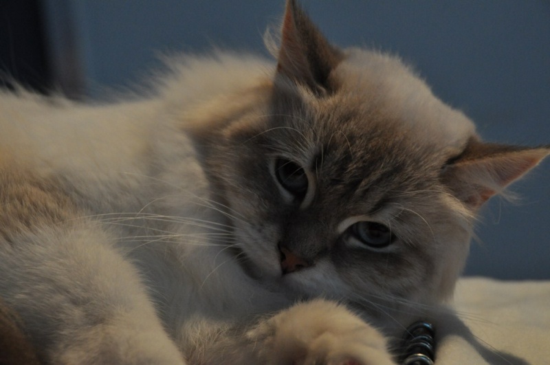 Zdjęcie w galerii na portalu naszwodzislaw.com: ArysKOTraci w WCK wiadomości z regionu