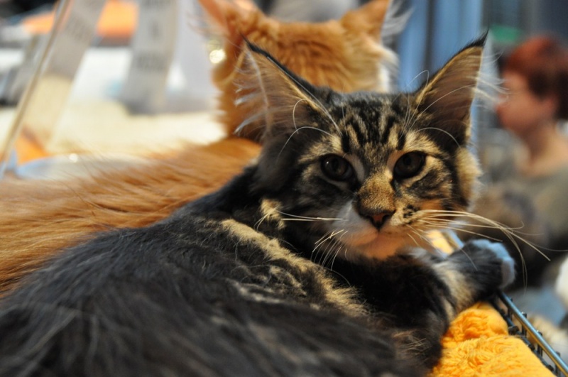 Zdjęcie w galerii na portalu naszwodzislaw.com: ArysKOTraci w WCK wiadomości z regionu